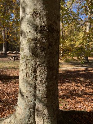 Visitors over the years have cut into the living tissue of this beech tree down to the heartwood, in order to create a graffiti record of their presence. This harms the tree and leaves it vulnerable to viral and insect pathogens.