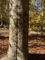 Scarified Beech tree at Mammoth Cave National Park picnic area.jpg